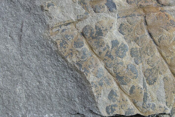 Pennsylvanian Fossil Fern (Sphenopteris) Plate - Kentucky #154689